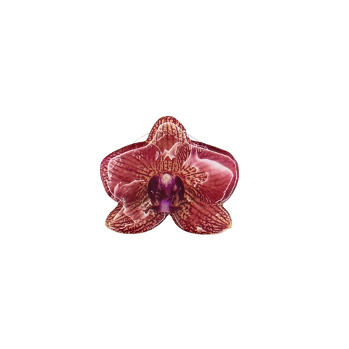 Orchid iii: The pop socket